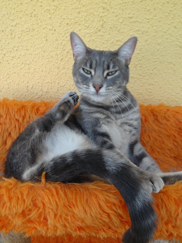 Slika