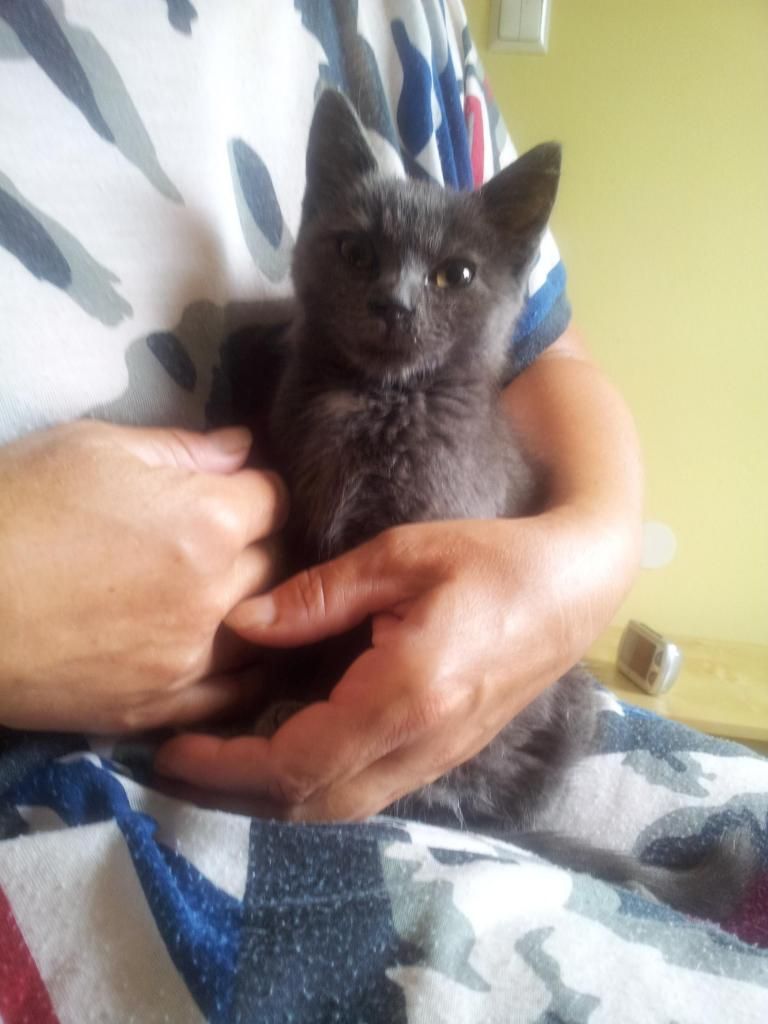 Slika