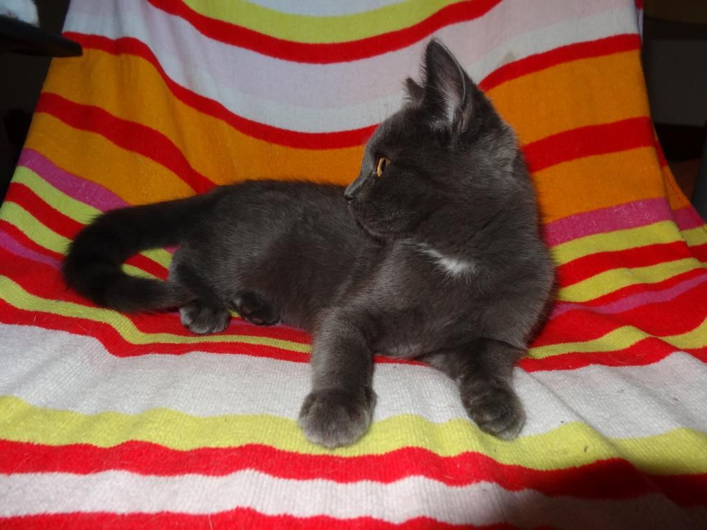 Slika