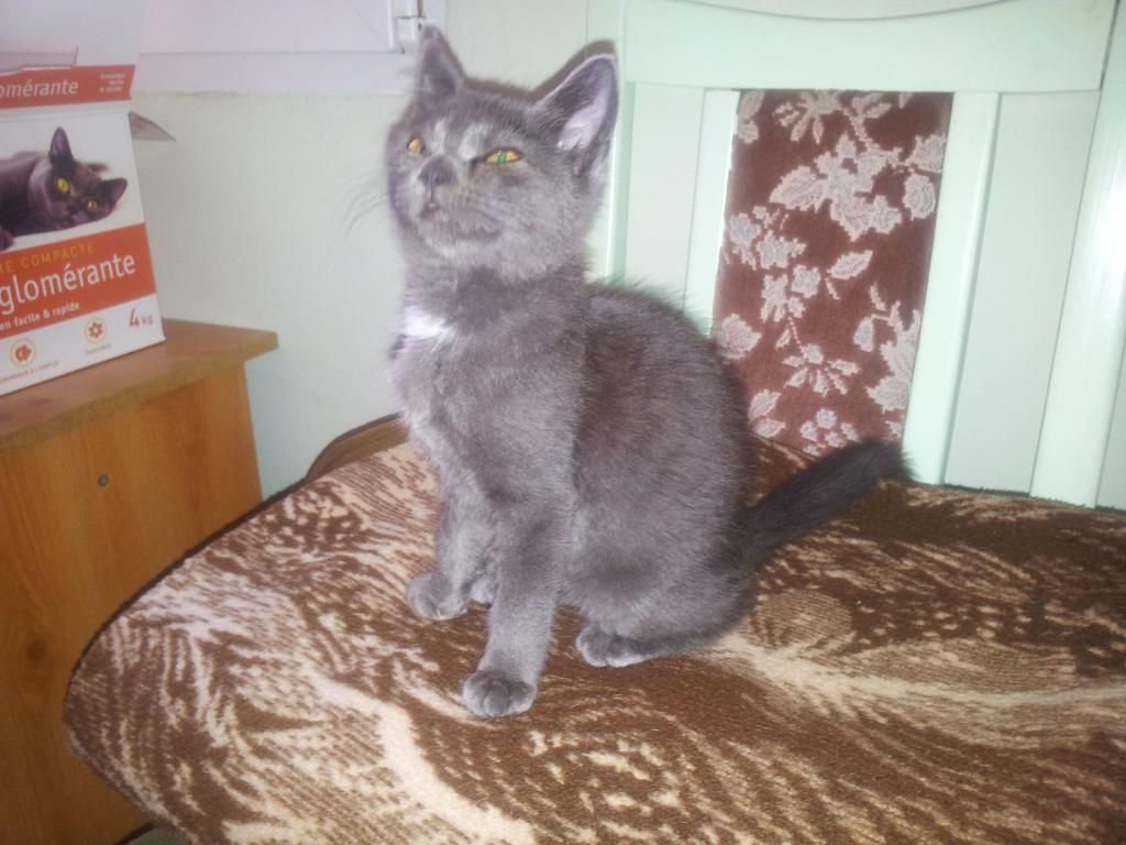 Slika