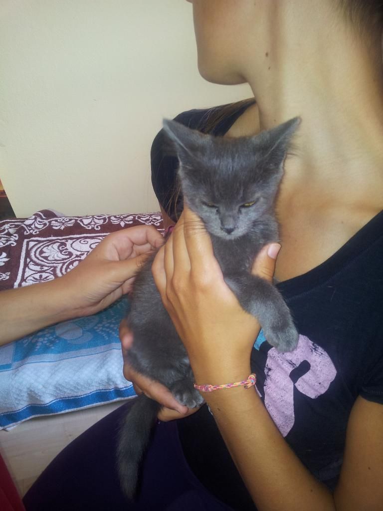 Slika