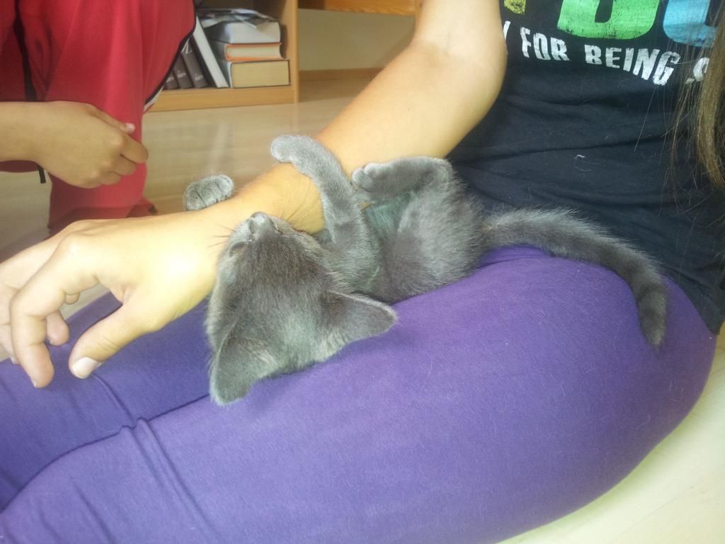 Slika