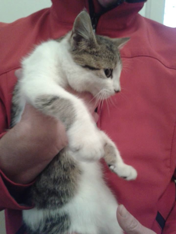 Slika