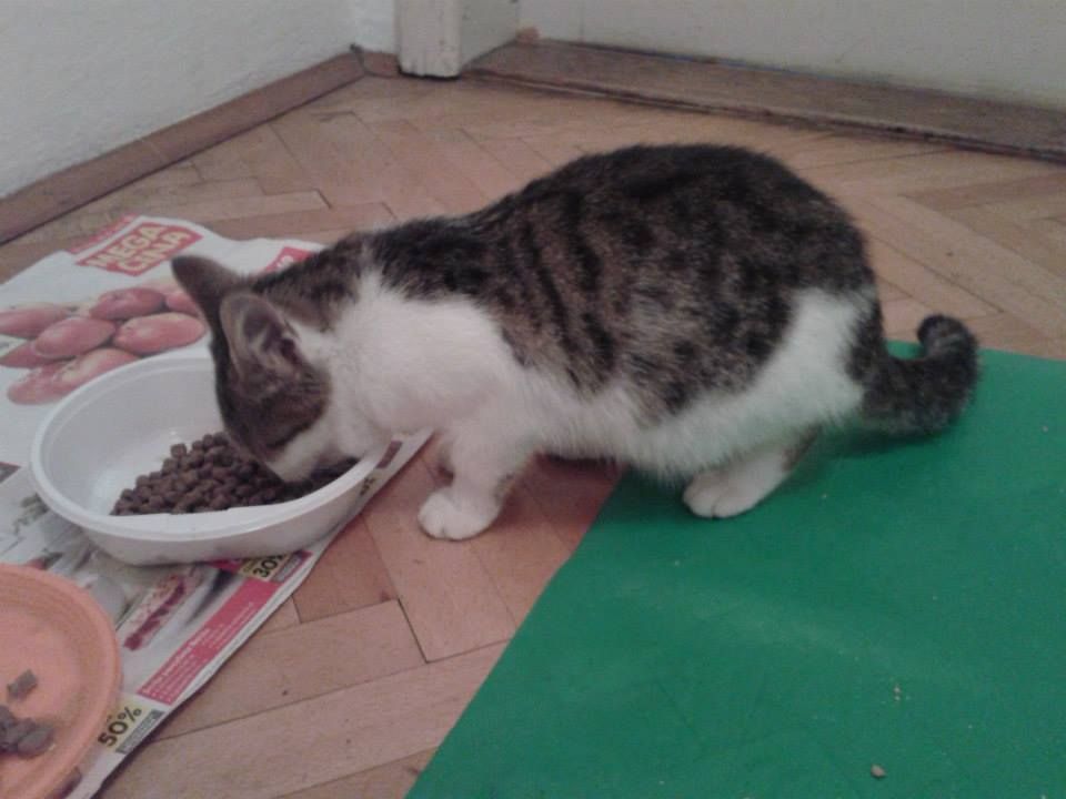 Slika
