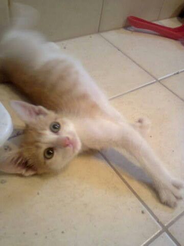 Slika