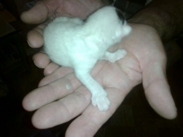 Slika