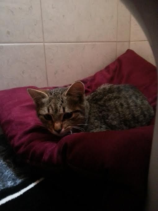 Slika