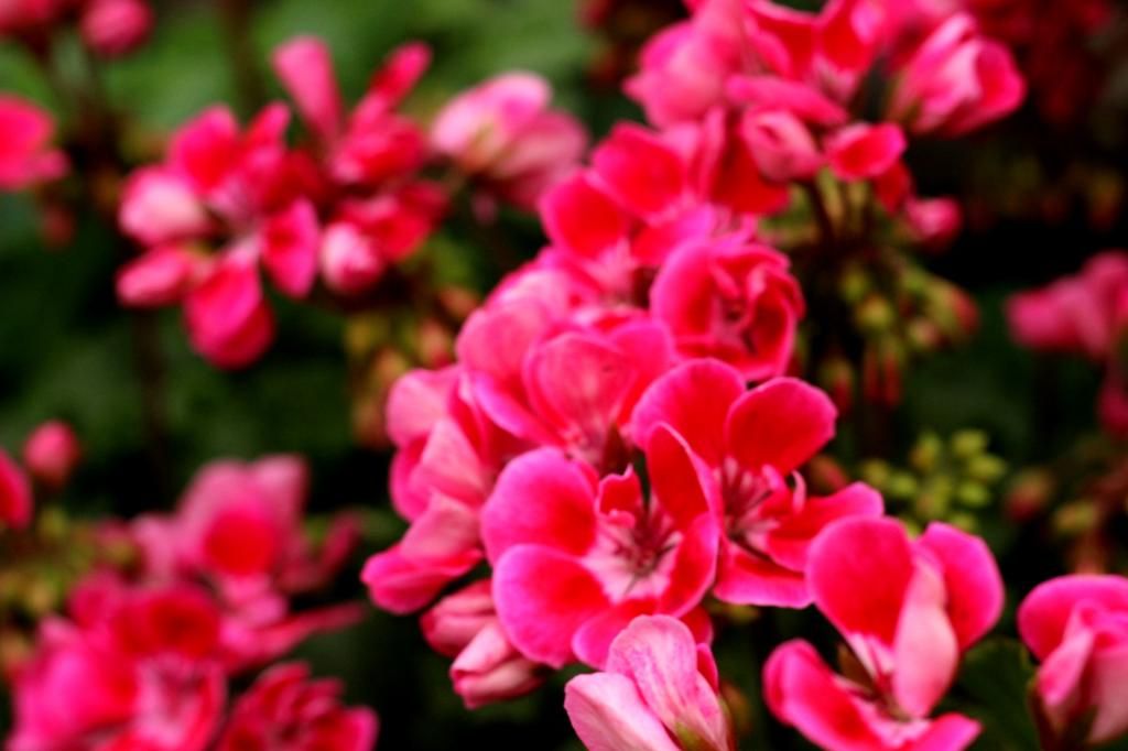 photo IMG_0946_zps97c9fda6.jpg
