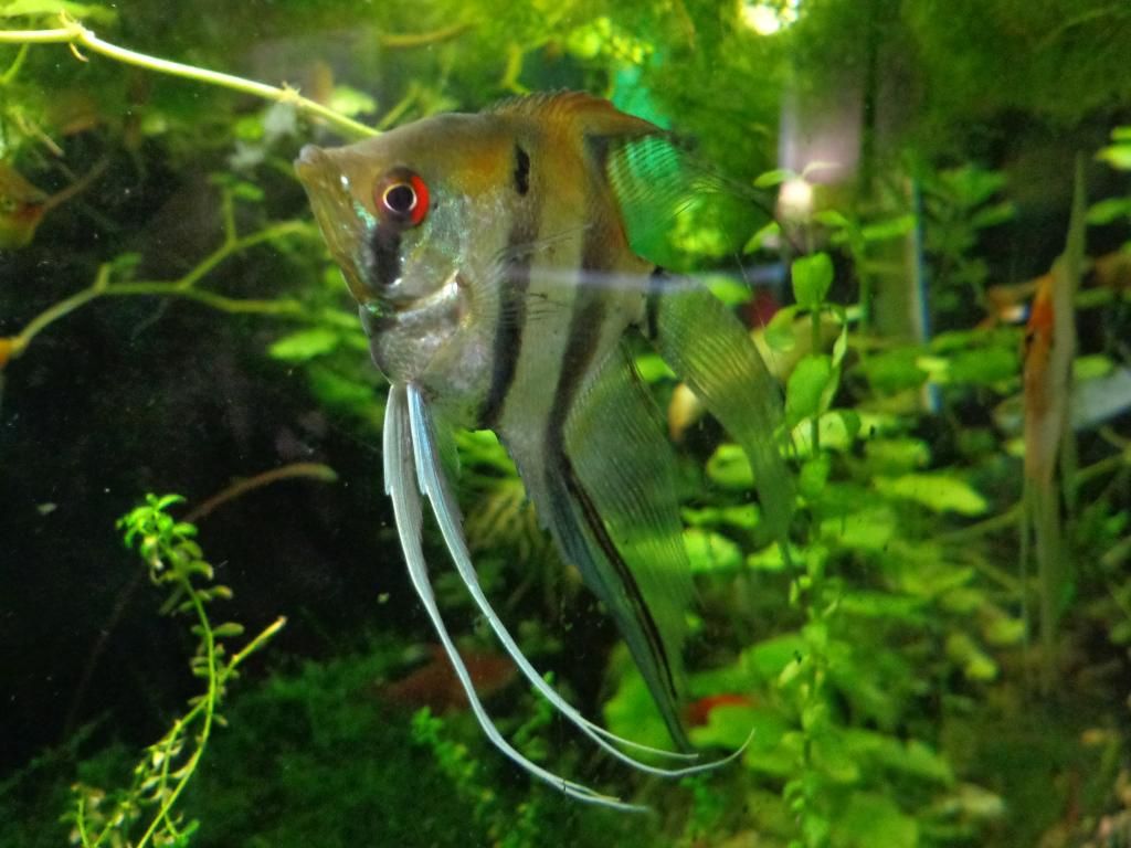 Angelfish Pectoral Fin Nipped or ? Cichlid Fish Forum