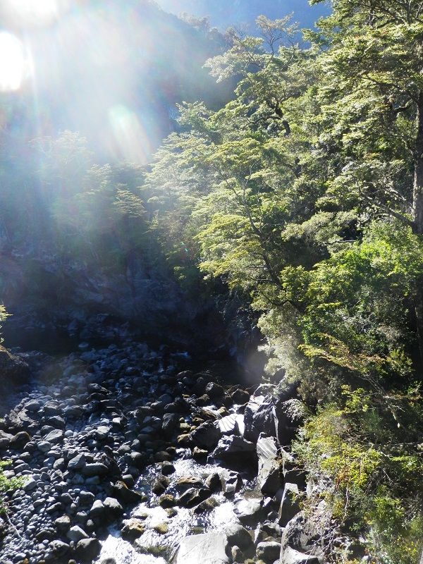 100 años del maravilloso CRUCE ANDINO - Blogs de America Sur - Selva Valdiviana/NERUDA:Quién no conoce el bosque chileno no conoce este planeta (8)