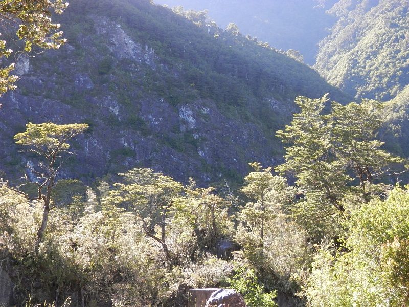 100 años del maravilloso CRUCE ANDINO - Blogs de America Sur - Selva Valdiviana/NERUDA:Quién no conoce el bosque chileno no conoce este planeta (3)