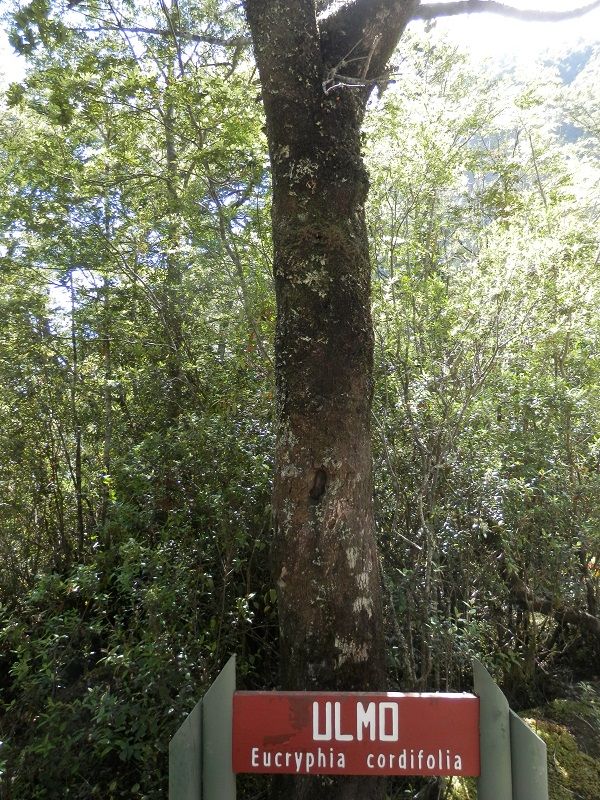 100 años del maravilloso CRUCE ANDINO - Blogs de America Sur - Selva Valdiviana/NERUDA:Quién no conoce el bosque chileno no conoce este planeta (5)