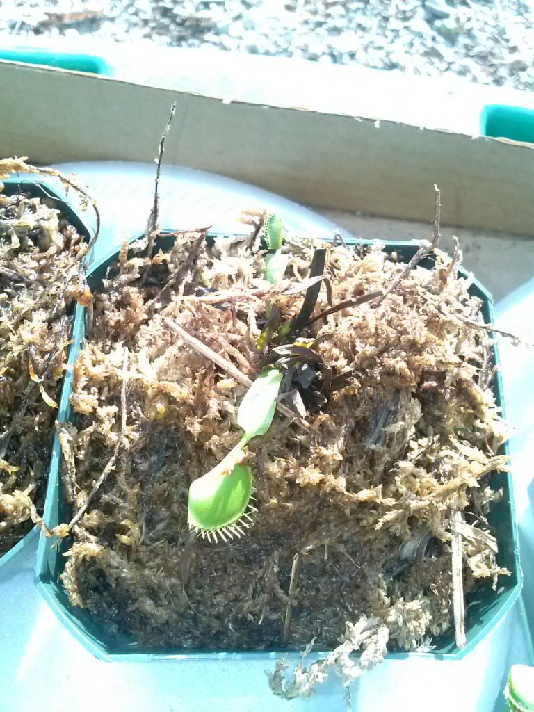 New Lowes flytraps. Photos of Venus Fly Traps