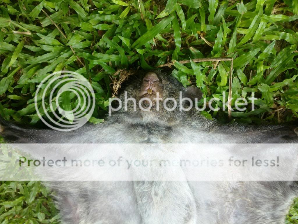 හම්බාවා flying squirrel - ElaKiri Community